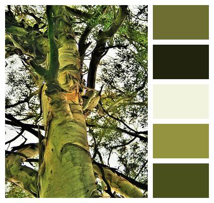 Eucalyptus Tree Trunk Tree Image